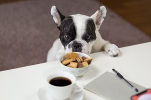 what foods should dogs not eat
