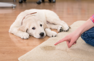 how do i remove dog urine from carpet
